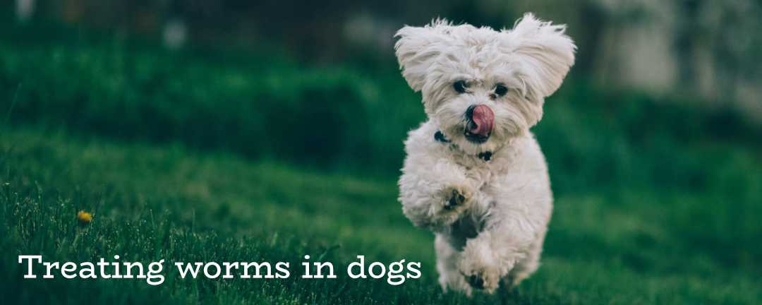 Worms in Dogs